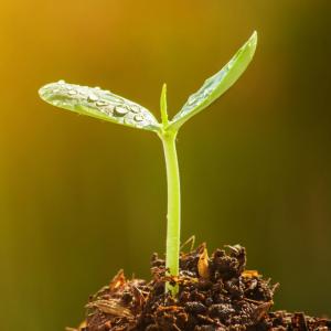 photo of a plant seedling growing up through a mound of soil