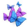 butterflies